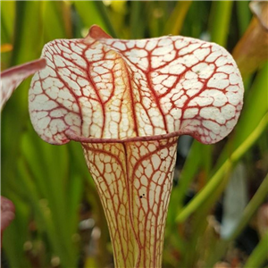 Sarracenia Hybrid H 174 'Skywatcher'